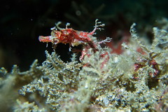 Idiotropiscis lumnitzeri