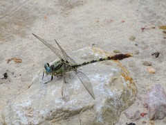 Arigomphus lentulus