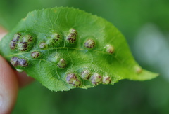 Phylloxera russellae