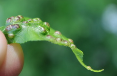 Phylloxera russellae