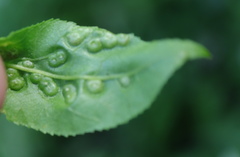 Phylloxera russellae