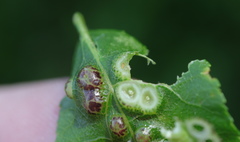 Phylloxera russellae