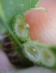 Phylloxera russellae