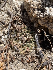 Mammillaria peninsularis