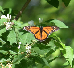 Danaus plexippus