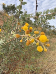 Acacia retivenea