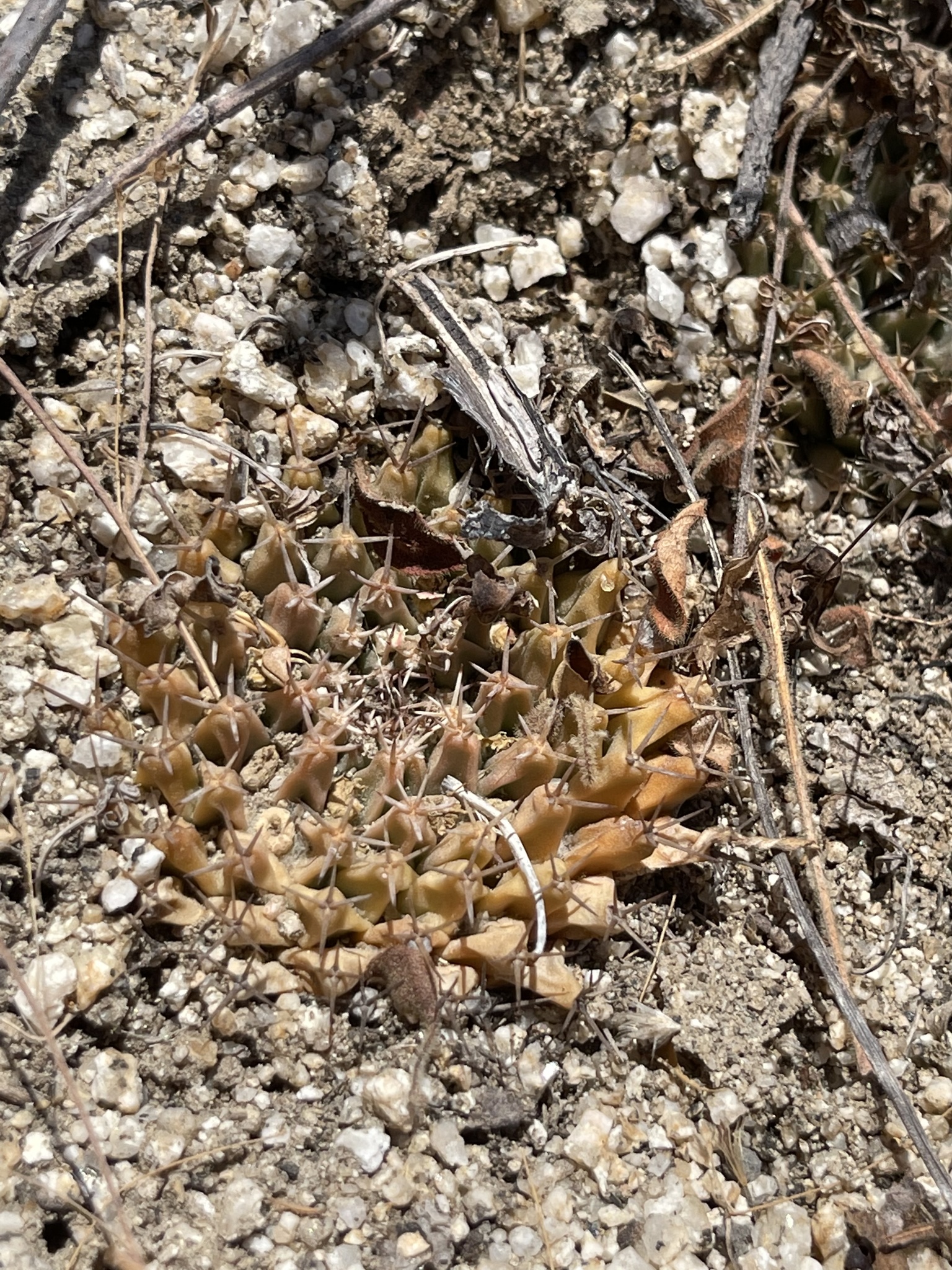 Mammillaria peninsularis  iNaturalist