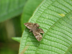 Pellicia dimidiata