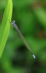 Enallagma exsulans