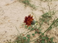 Thelesperma ambiguum