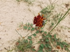 Thelesperma ambiguum