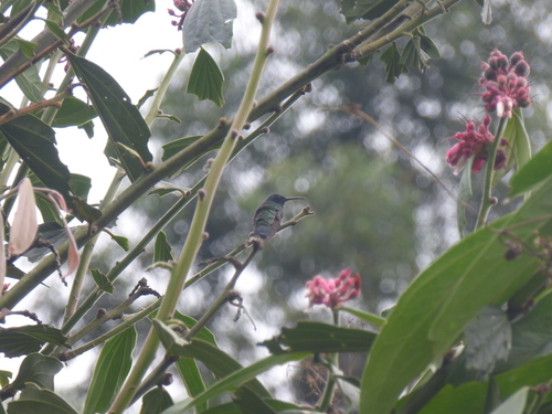 Colibri cyanotus