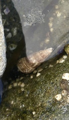 Batillaria attramentaria