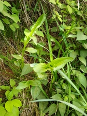 Epipactis gigantea