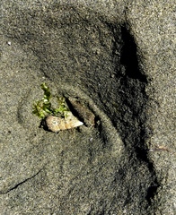 Batillaria attramentaria