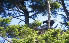 Haliaeetus leucocephalus