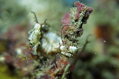 Idiotropiscis lumnitzeri