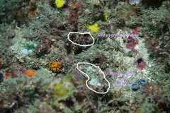 Idiotropiscis lumnitzeri