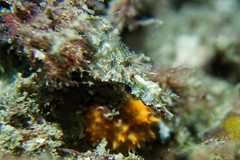 Idiotropiscis lumnitzeri