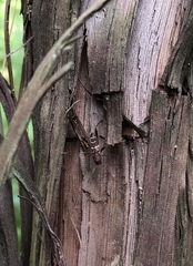 Neoclytus acuminatus