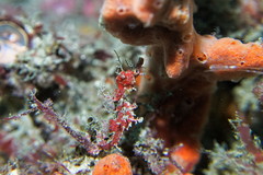 Idiotropiscis lumnitzeri