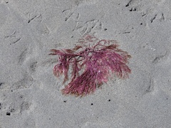 Microcladia coulteri