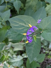 Solanum dulcamara