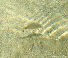 Diplodus