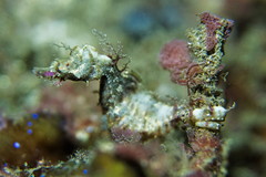 Idiotropiscis lumnitzeri