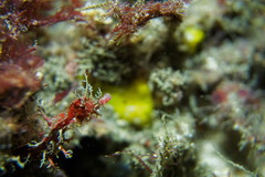 Idiotropiscis lumnitzeri