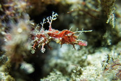 Idiotropiscis lumnitzeri