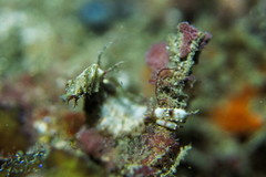 Idiotropiscis lumnitzeri