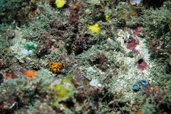 Idiotropiscis lumnitzeri