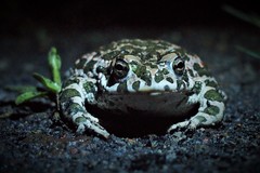 Bufotes viridis viridis