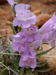 Penstemon jamesii