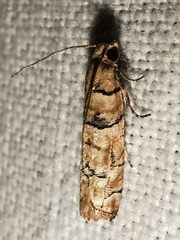 Blastesthia tessulatana