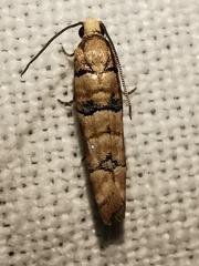 Blastesthia tessulatana