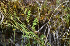 Sanguisorba verrucosa