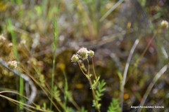 Sanguisorba verrucosa