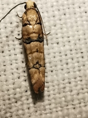 Blastesthia tessulatana