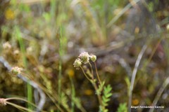 Sanguisorba verrucosa