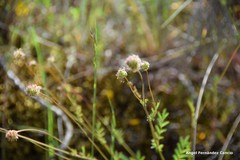 Sanguisorba verrucosa