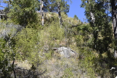 Odocoileus hemionus peninsulae