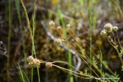 Sanguisorba verrucosa