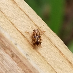 Pachybrachis brevicornis