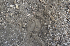 Odocoileus hemionus peninsulae