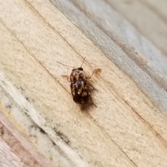 Pachybrachis brevicornis