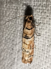 Blastesthia tessulatana