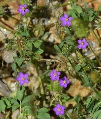 Spergularia purpurea