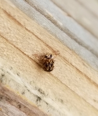 Pachybrachis brevicornis